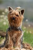 YORKSHIRE TERRIER 577